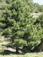 Pinus Pinaster - Maritime Pine Trees from Heathwood Nurseries